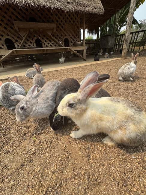 Luang Prabang: Farm Tour and Buffalo Buffet Adventure - Why the $11 price offers good value