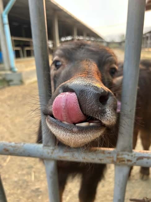 Luang Prabang: Farm Tour and Buffalo Buffet Adventure - Booking flexibility and cancellation