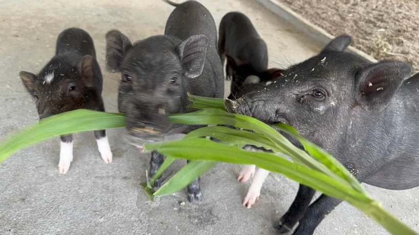 Luang Prabang: Farm Tour and Buffalo Buffet Adventure - Rabbits, pigs, and baby buffalo keep the visit varied