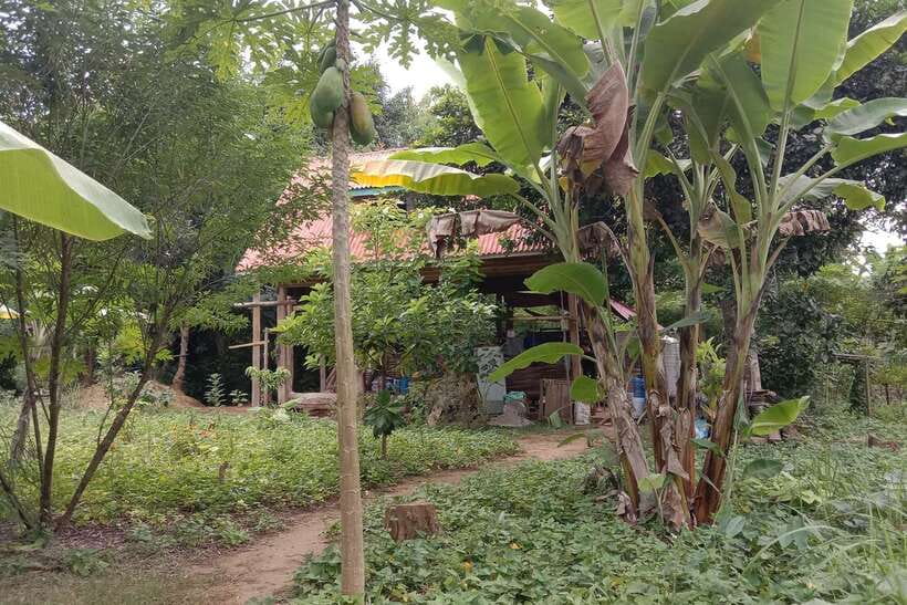 Luang Prabang: Organic Farm Experience & Hike to Kuang si - The 40-minute tuk-tuk ride to Ban Pak Si
