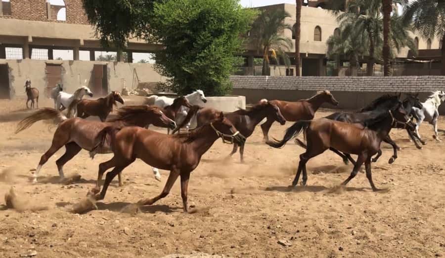 Luxor: Farm Tour 30 Hectares(Breakfast With Arabian Horses) - Why this farm visit adds something different to Luxor