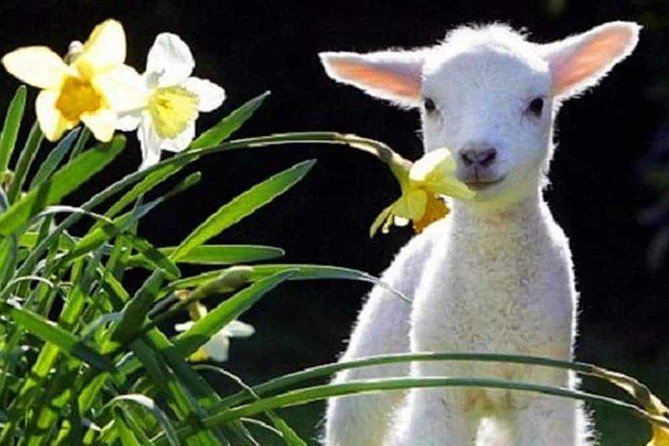 Lyttelton Cruise Excursions: Christchurch Sightseeing with Sheep Farm - From Lyttelton Harbour to the Canterbury Plains