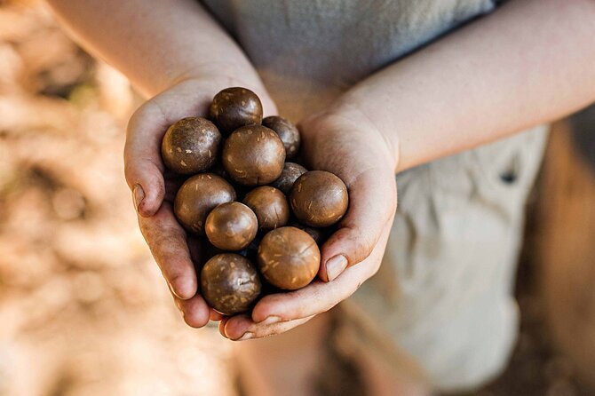 Macadamias Australia Orchard Tour in Bundaberg - Why this Bundaberg orchard visit is worth your time