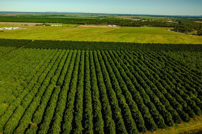 Macadamias Australia Orchard Tour in Bundaberg - The Steinhardt family story and orchard care