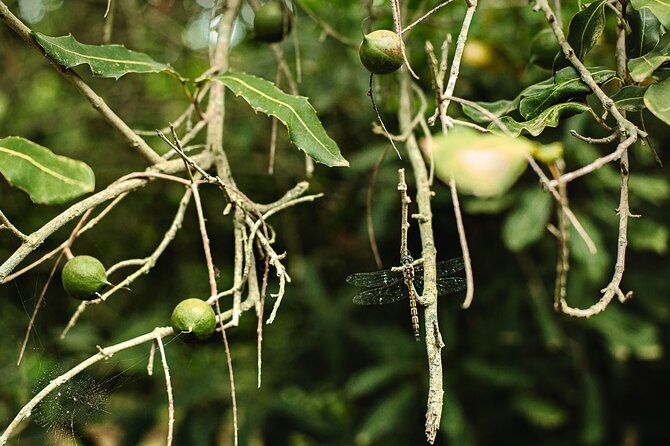 Macadamias Australia Orchard Tour in Bundaberg - Making time for the orchard café
