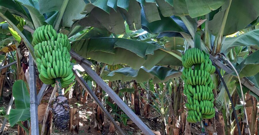 Madeira: Private Banana Farm Tour with Pickup - Why Madeira’s bananas deserve a closer look