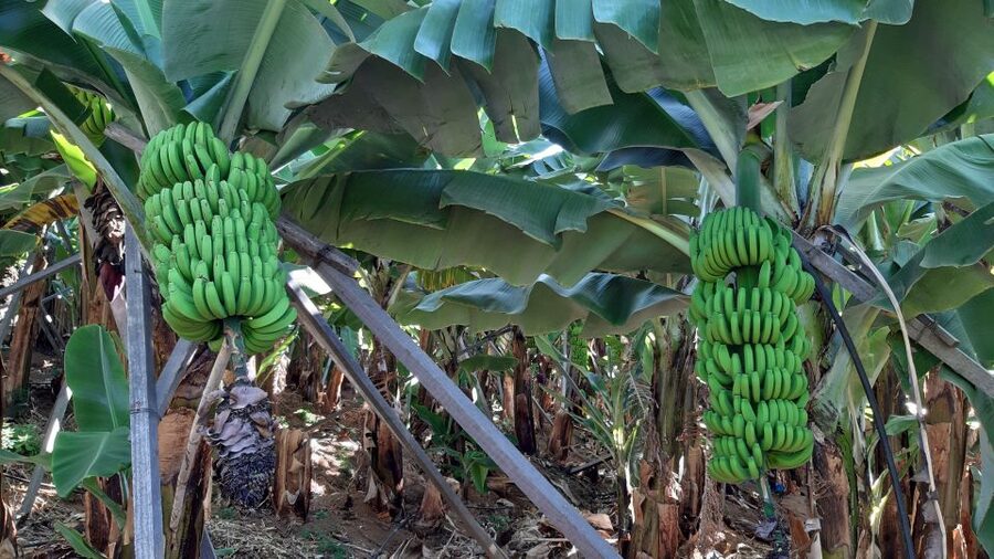 Madeira: Private Banana Farm Tour with Pickup - A private ride through Funchal’s farming areas