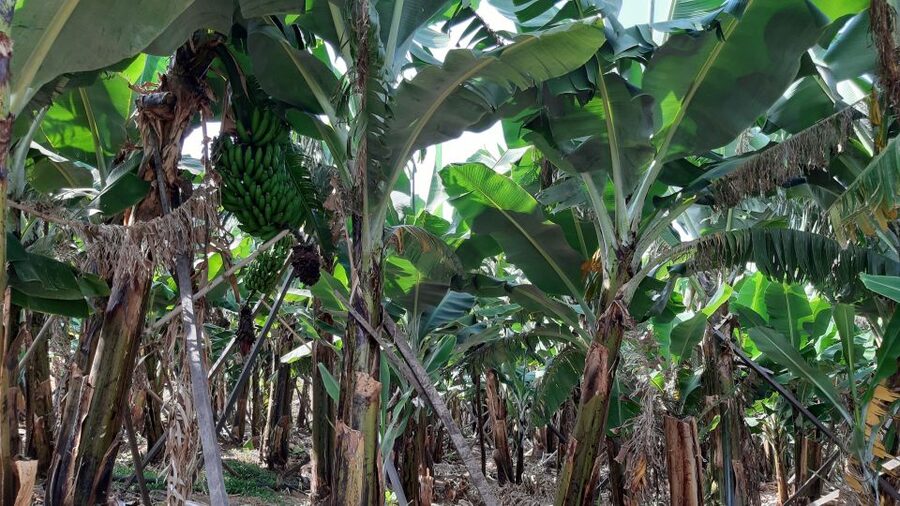 Madeira: Private Banana Farm Tour with Pickup - The small reward of tasting a Madeira banana