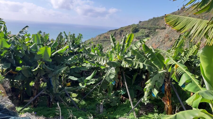 Madeira: Private Banana Farm Tour with Pickup - The RG3 viewpoint and Funchal from above