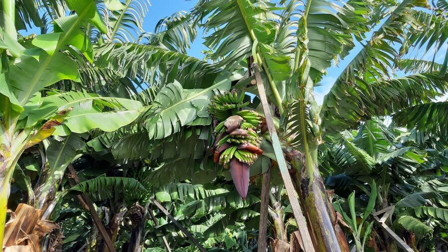 Madeira: Private Banana Farm Tour with Pickup - Who should book this short Madeira outing?