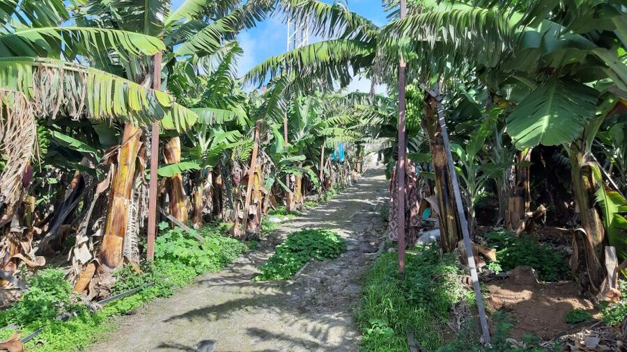 Madeira: Private Banana Farm Tour with Pickup - Timing, weather, and cancellation