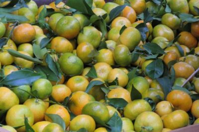 Madeira : Santo de Serra Local Farmers’ Market half day trip