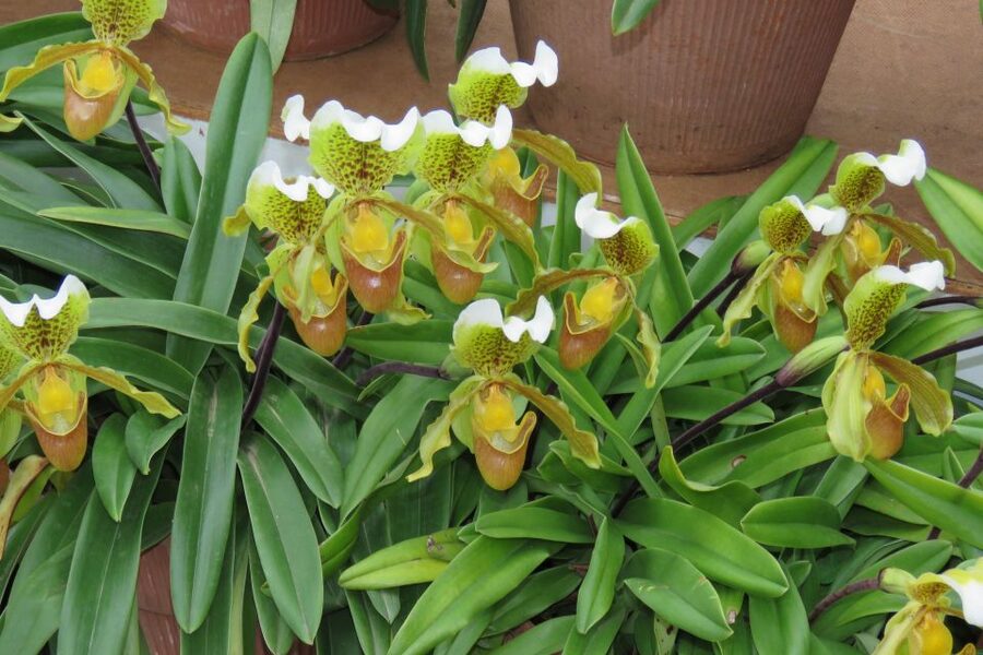 Madeira : Santo de Serra Local Farmers' Market half day trip - Santa Cruz, Morena, and steep village roads