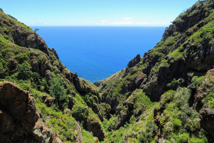 Madeira : Santo de Serra Local Farmers' Market half day trip - Languages, group size, and guide style