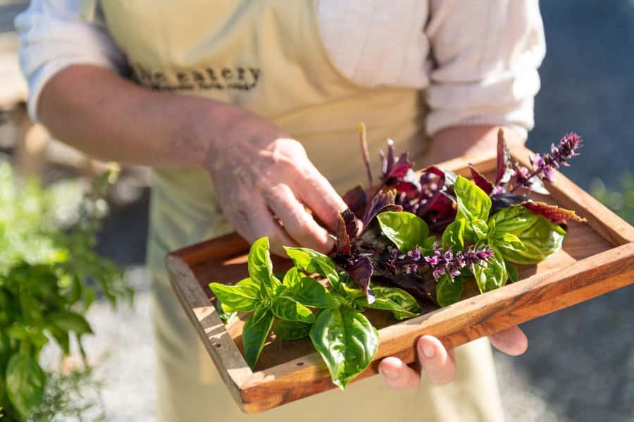 Maggie Beer's Farm Hands-on Cooking School and Lunch - What makes Maggie Beer’s Farm cooking class different