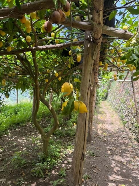 Maiori: Hiking Tour to A Lemon Farm with Lemon Tastings - Key points to know before you book