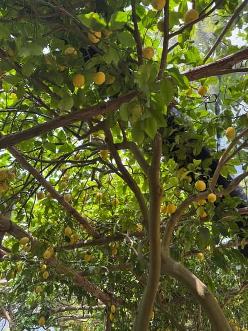 Maiori: Hiking Tour to A Lemon Farm with Lemon Tastings - Starting beneath Palazzo Mezzacapo