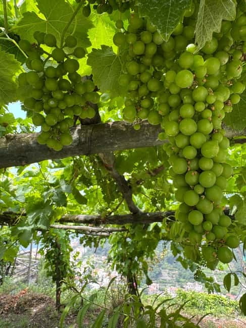 Maiori: Hiking Tour to A Lemon Farm with Lemon Tastings - Walking through Via San Pietro and the lemon terraces