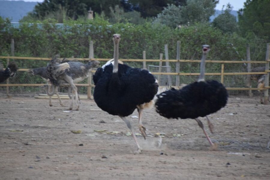 Mallorca: Artestruz - Ostrich Farm Ticket Entrance - Meeting Mallorca’s biggest birds