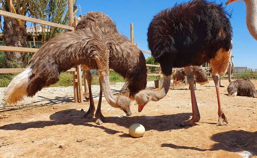Mallorca: Artestruz - Ostrich Farm Ticket Entrance - Language, access, and planning details