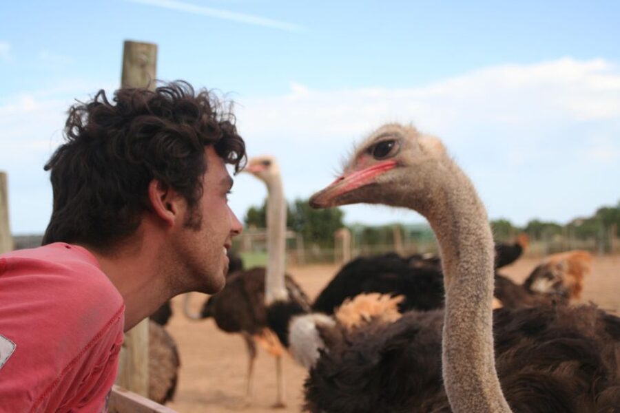 Mallorca: Artestruz - Ostrich Farm Ticket Entrance - My practical verdict