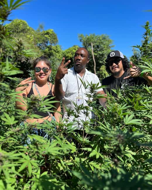 Marijuana Farm, Bamboo Rafting and Doctors Cave Beach Tour - Who will get the most from this excursion
