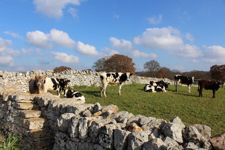 Martina Franca: E-bike farm tour & cheese tasting - What the price really includes