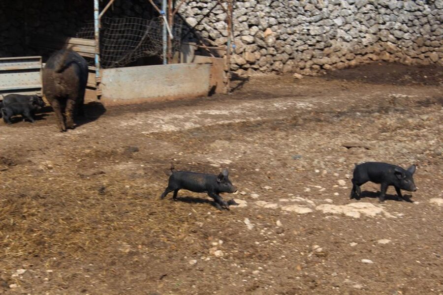 Martina Franca: E-bike farm tour & cheese tasting - Who will enjoy this three-hour ride