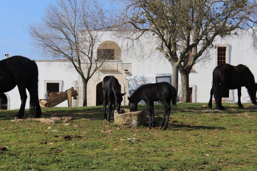 Martina Franca: E-bike farm tour & cheese tasting - Timing, meeting point, and simple planning tips