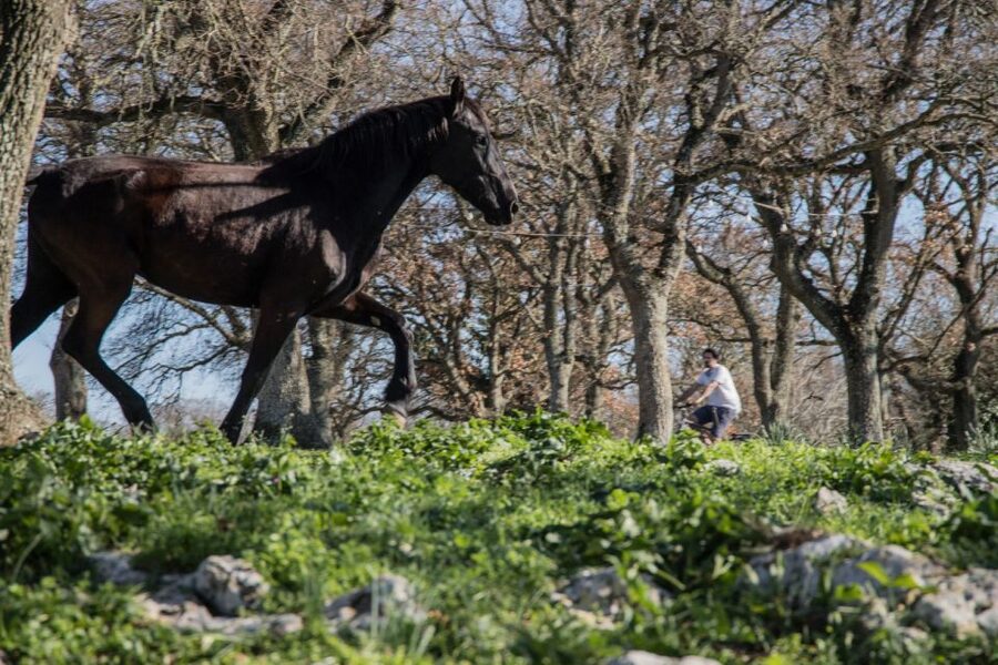 Martina Franca: E-bike farm tour & cheese tasting - Meeting Murgese horses and Apulian black pigs