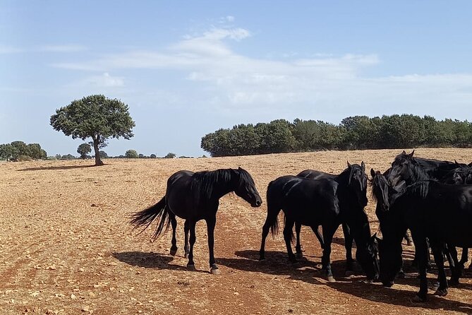 Martina Franca e-Bike tour . Visit a breeding and a dairy farm - Why This Martina Franca Ride Feels Different