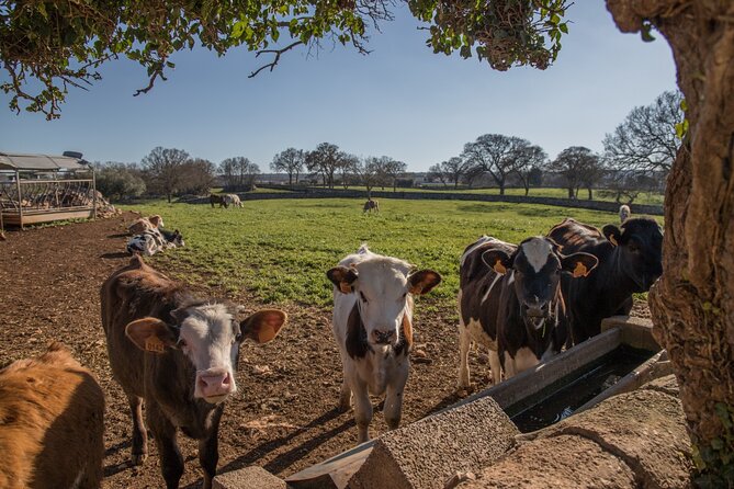 Martina Franca e-Bike tour . Visit a breeding and a dairy farm - Riding Through Martina Franca’s Countryside