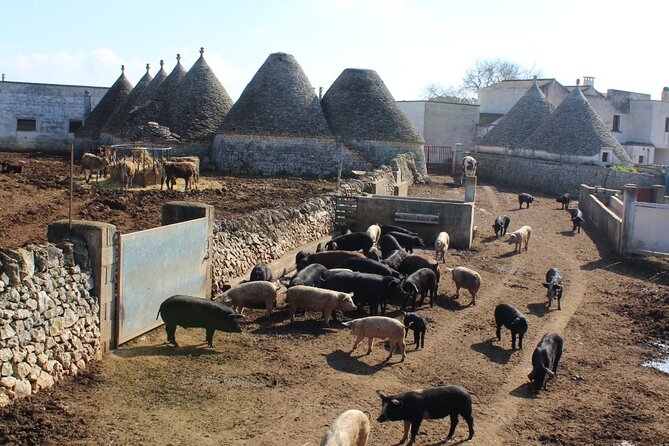 Martina Franca e-Bike tour . Visit a breeding and a dairy farm - The Itria Valley Setting