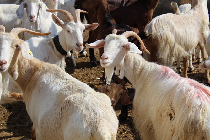 Martina Franca e-Bike tour . Visit a breeding and a dairy farm - Is $111.13 a Fair Price?