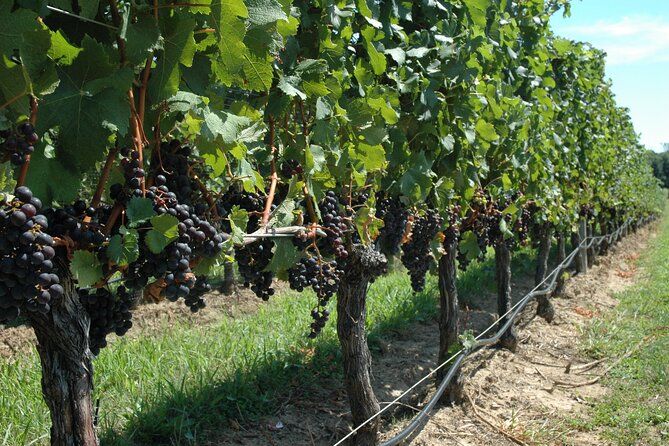 Mattituck New York Guided Farm and Wine Country Bike Tour - A North Fork farm stand with local flavor