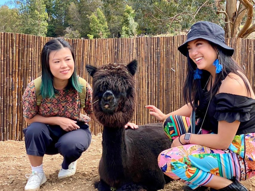 Maui: Alpaca Farm Visit with Hands-On Activities - Should you book the Maui alpaca visit?