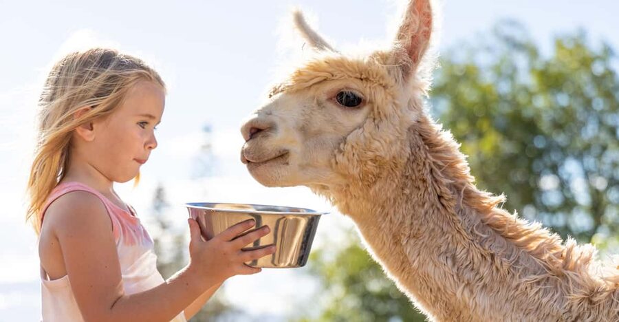 Maui: Alpaca Farm Visit with Hands-On Activities - Meeting alpacas on the slopes of Haleakalā