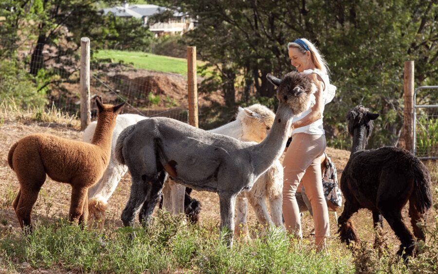 Maui: Alpaca Farm Visit with Hands-On Activities - What an hour really gives you