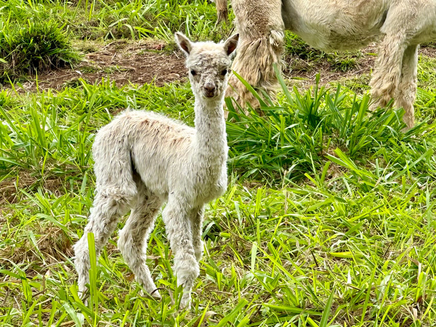 Maui: Alpaca Farm Visit with Hands-On Activities - Is $79 a fair price?