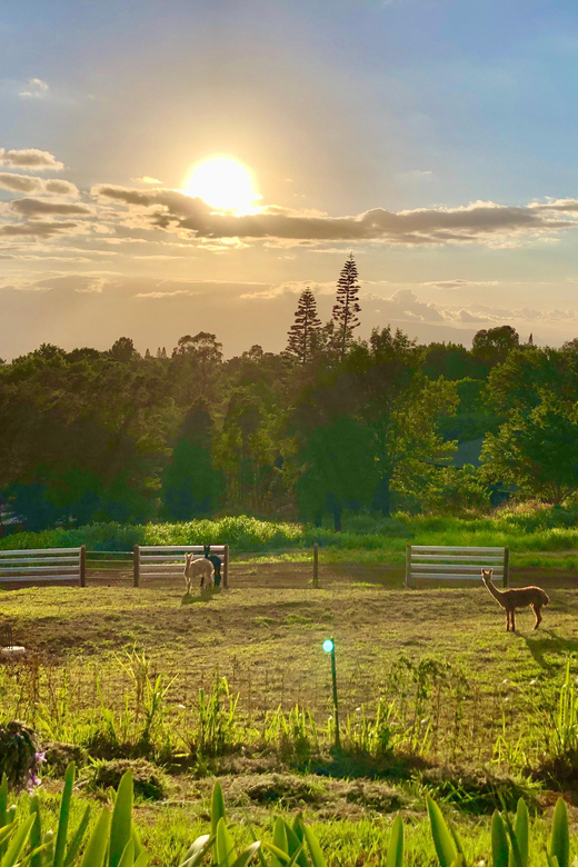 Maui: Alpaca Farm Visit with Hands-On Activities - The Upcountry setting and the idea of mālama ʻāina