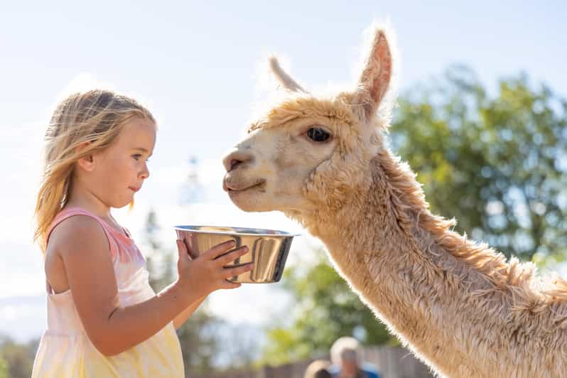 Maui: Alpaca Farm Visit with Hands-On Activities - A practical lesson in alpaca fiber