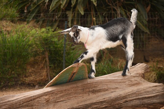 Maui Farm Distillery and local craft experience Full-Day Tour - Surfing Goat Dairy: Goats, Cheese, and a Gentle Start