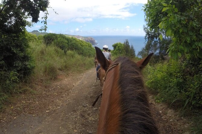Maui Horseback Adventure at Circle M Ranch With Real Cowboys - A strong choice for beginners and families