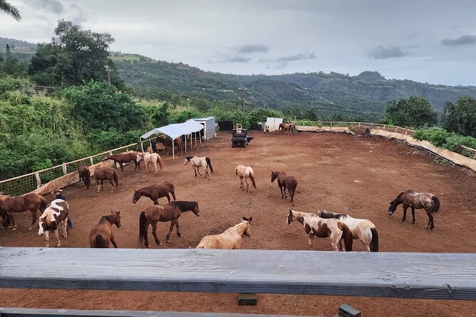Maui Horseback Adventure at Circle M Ranch With Real Cowboys - The practical value of $185.20