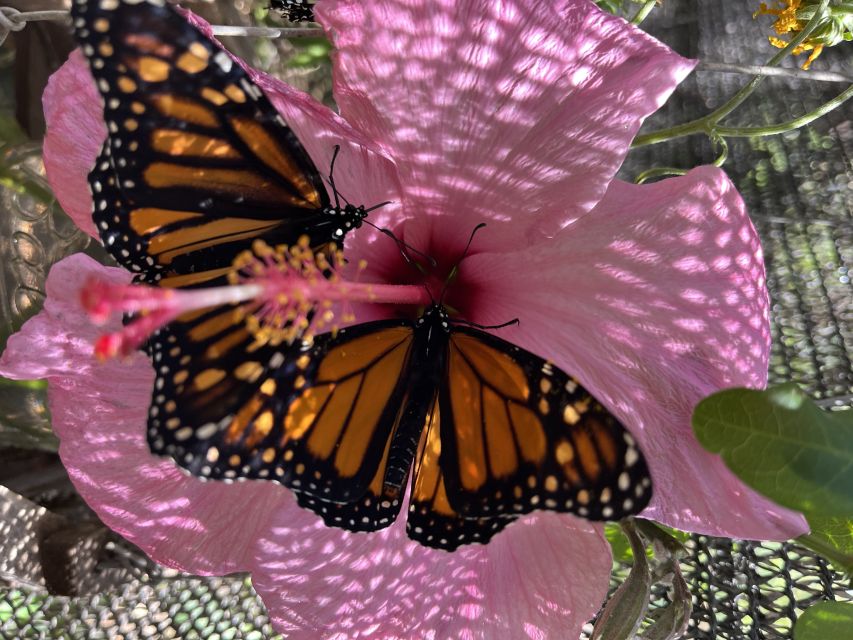 Maui: Interactive Butterfly Farm Entrance Ticket - Practical booking advice