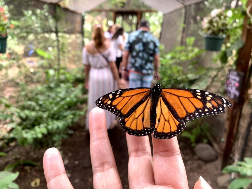 Maui: Interactive Butterfly Farm Entrance Ticket - Meeting praying mantises and other insects