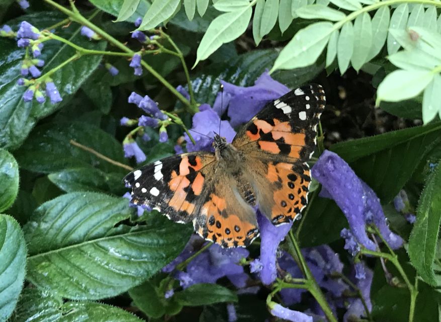 Maui: Interactive Butterfly Farm Entrance Ticket - Learning why Hawaii’s butterflies need help