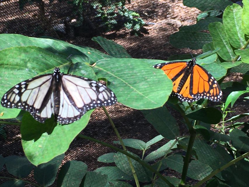 Maui: Interactive Butterfly Farm Entrance Ticket - Why the small group matters