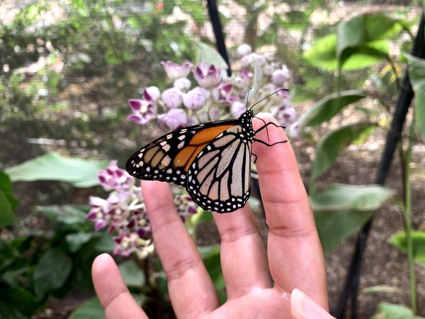 Maui: Interactive Butterfly Farm Entrance Ticket - Is $49 a fair price?