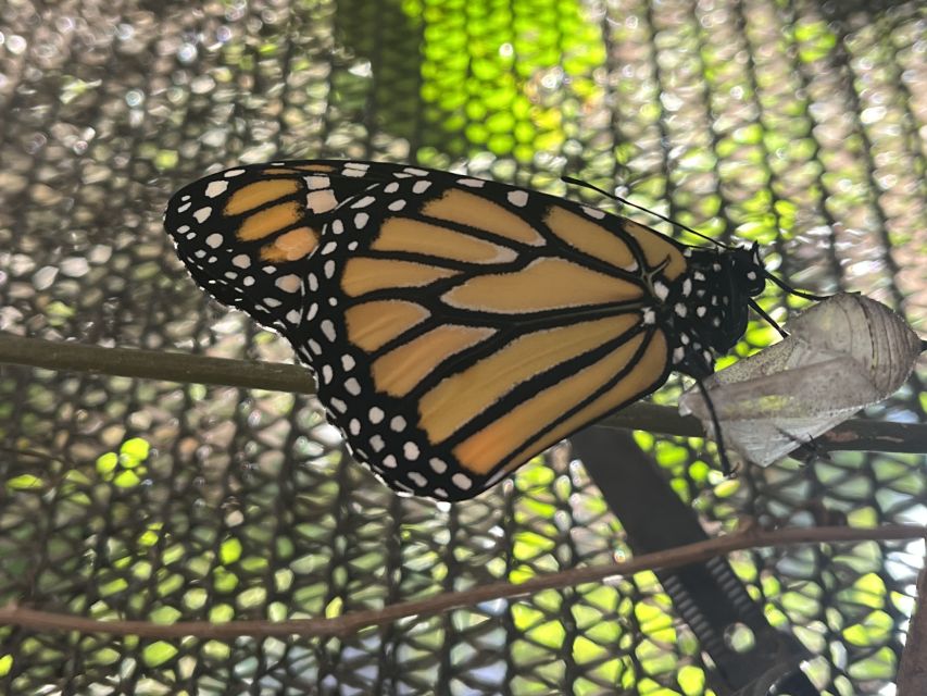 Maui: Interactive Butterfly Farm Entrance Ticket - Who will enjoy this most?